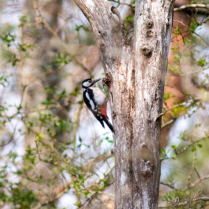 Pic épeiche sur un tronc d'arbre